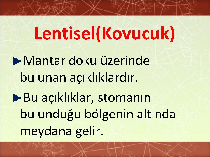 Lentisel(Kovucuk) ►Mantar doku üzerinde bulunan açıklıklardır. ►Bu açıklıklar, stomanın bulunduğu bölgenin altında meydana gelir.