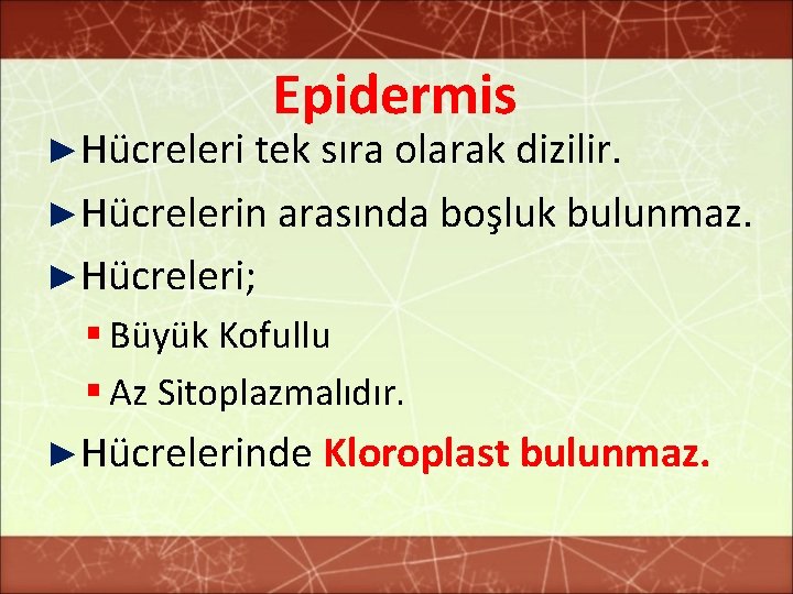 Epidermis ►Hücreleri tek sıra olarak dizilir. ►Hücrelerin arasında boşluk bulunmaz. ►Hücreleri; § Büyük Kofullu