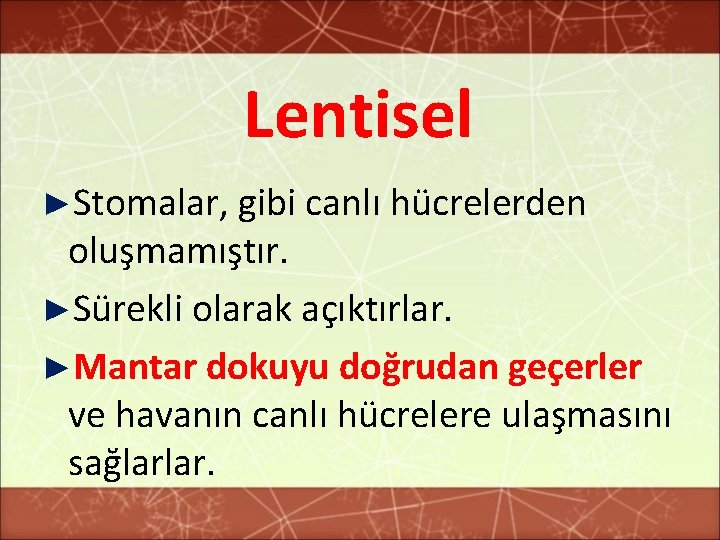 Lentisel ►Stomalar, gibi canlı hücrelerden oluşmamıştır. ►Sürekli olarak açıktırlar. ►Mantar dokuyu doğrudan geçerler ve