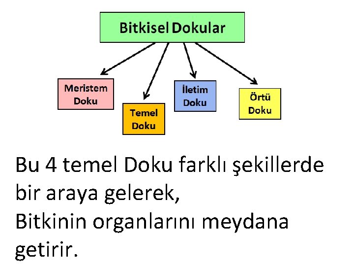 Bu 4 temel Doku farklı şekillerde bir araya gelerek, Bitkinin organlarını meydana getirir. 