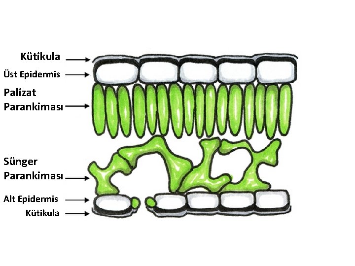 Kütikula Üst Epidermis Palizat Parankiması Sünger Parankiması Alt Epidermis Kütikula 