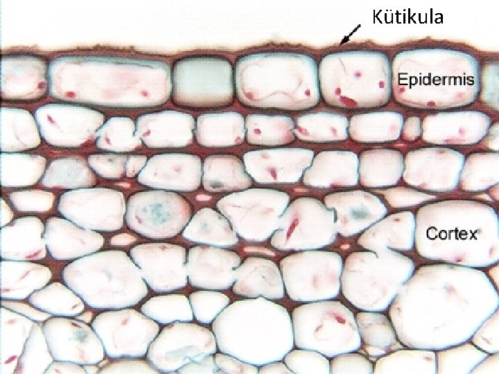 Kütikula 