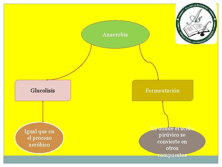 Anaerobia Glucolisis Igual que en el proceso aeróbico Fermentación Es donde el acido pirúvico