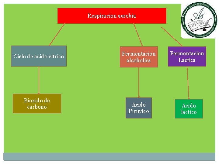Respiracion aerobia Ciclo de acido citrico Bioxido de carbono Fermentacion alcoholica Acido Piruvico Fermentacion