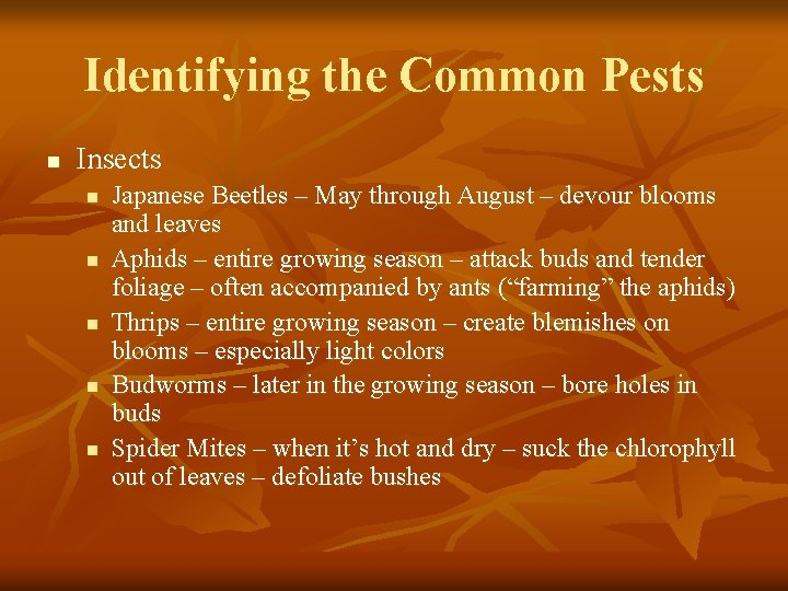 Identifying the Common Pests n Insects n n n Japanese Beetles – May through