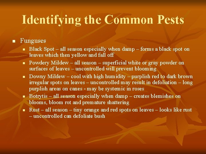 Identifying the Common Pests n Funguses n n n Black Spot – all season