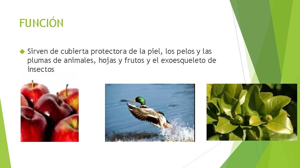 FUNCIÓN Sirven de cubierta protectora de la piel, los pelos y las plumas de