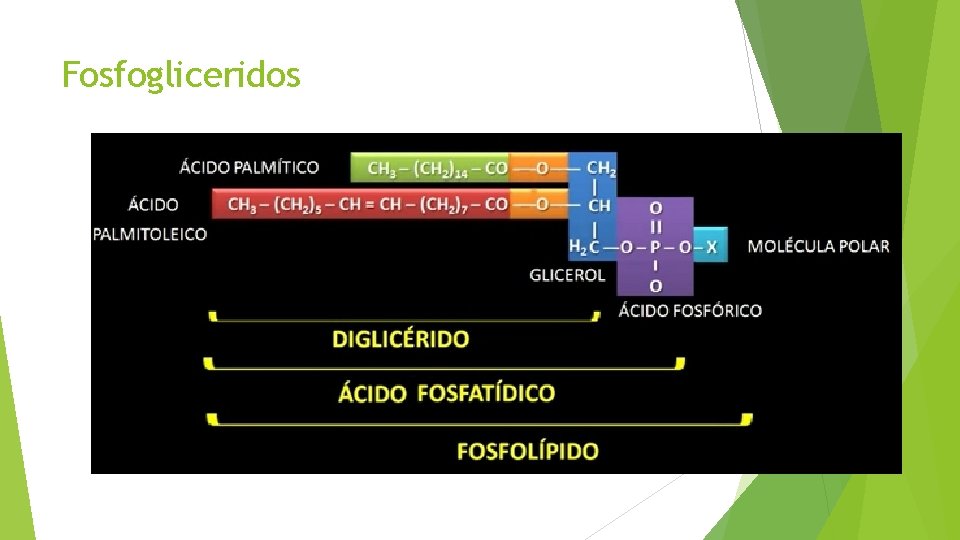 Fosfogliceridos 