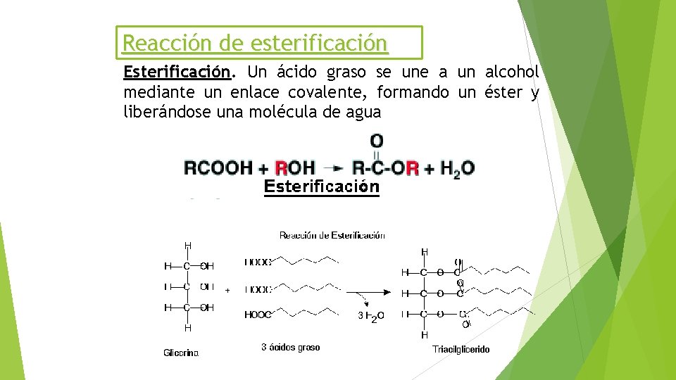 Reacción de esterificación Esterificación. Un ácido graso se une a un alcohol mediante un