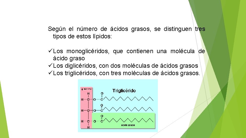 Según el número de ácidos grasos, se distinguen tres tipos de estos lípidos: ü