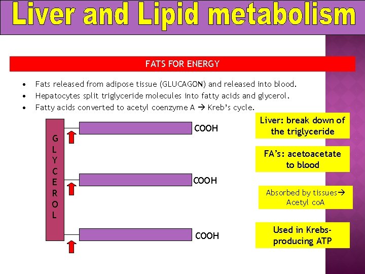 FATS FOR ENERGY • • • Fats released from adipose tissue (GLUCAGON) and released