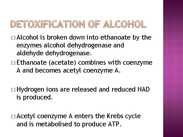 � Alcohol is broken down into ethanoate by the enzymes alcohol dehydrogenase and aldehyde