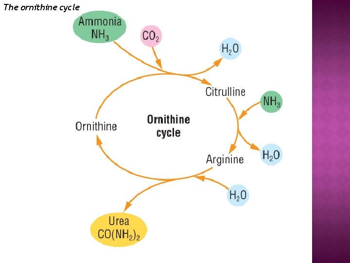 The ornithine cycle 