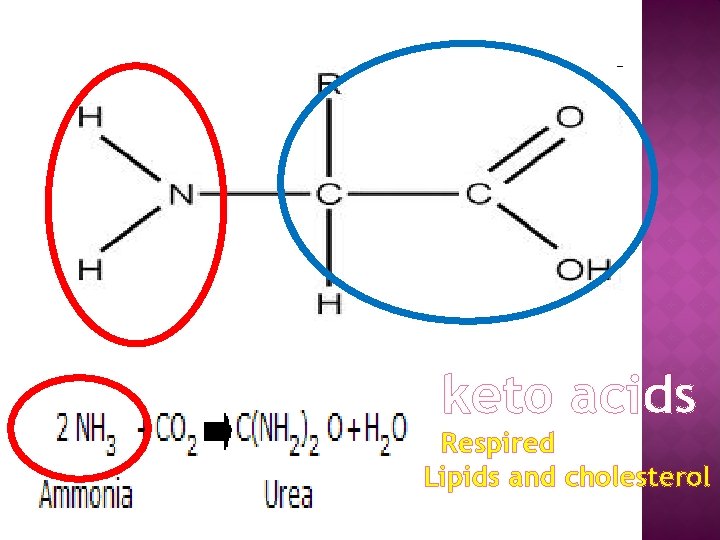 keto acids Respired Lipids and cholesterol 
