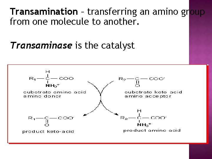 Transamination – transferring an amino group from one molecule to another. Transaminase is the