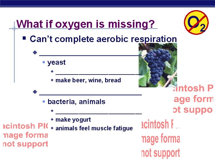 What if oxygen is missing? § Can’t complete aerobic respiration u ___________ § yeast