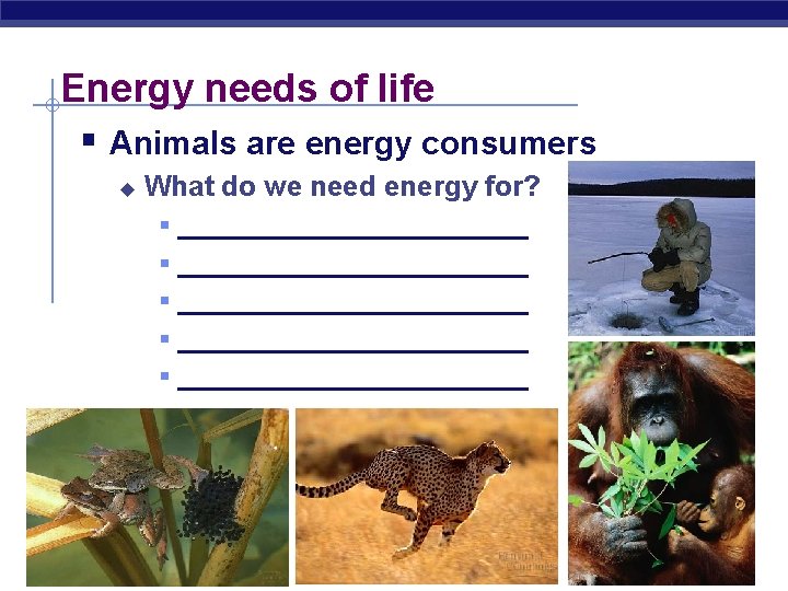 Energy needs of life § Animals are energy consumers u What do we need