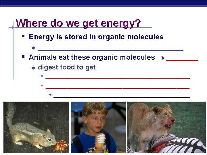 Where do we get energy? § Energy is stored in organic molecules ___________________ Animals