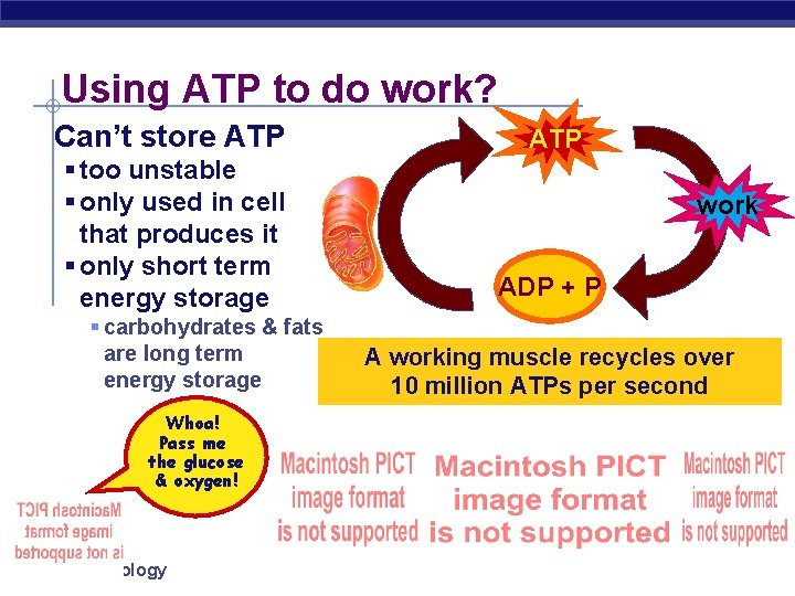 Using ATP to do work? Can’t store ATP § too unstable § only used