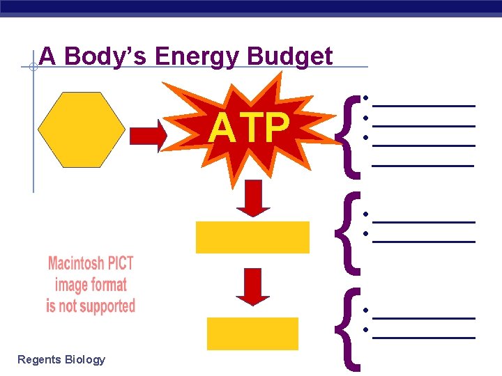 A Body’s Energy Budget food intake ATP synthesis storage Regents Biology { { {