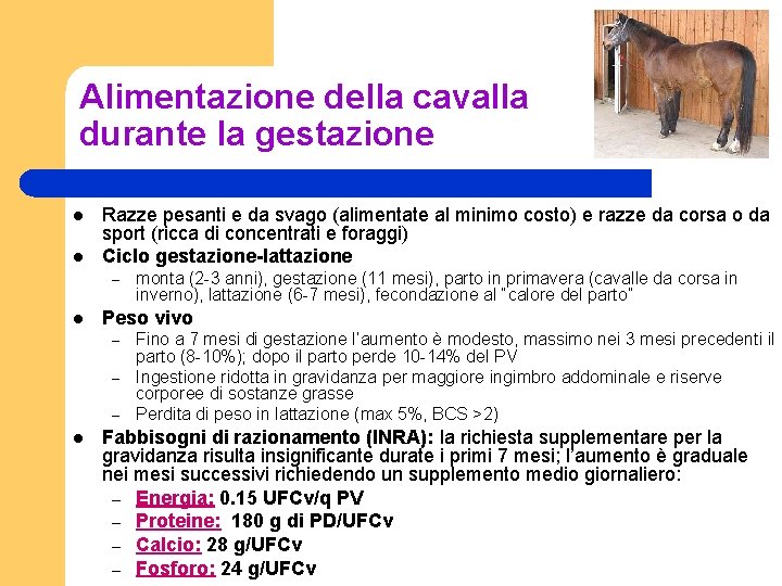 Alimentazione della cavalla durante la gestazione l l Razze pesanti e da svago (alimentate