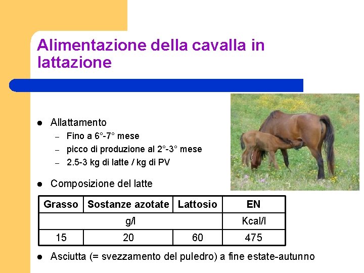 Alimentazione della cavalla in lattazione l Allattamento – – – l Fino a 6°-7°