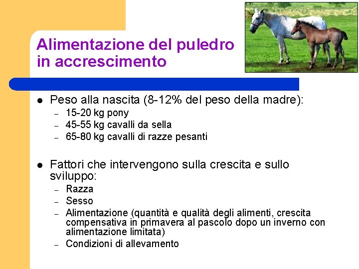 Alimentazione del puledro in accrescimento l Peso alla nascita (8 -12% del peso della