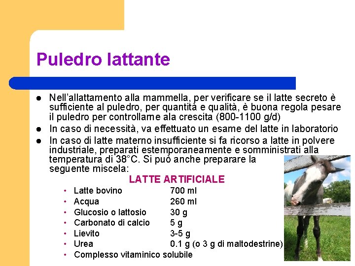 Puledro lattante l l l Nell’allattamento alla mammella, per verificare se il latte secreto