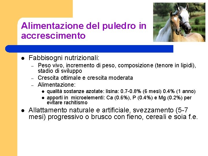 Alimentazione del puledro in accrescimento l Fabbisogni nutrizionali: – – – Peso vivo, incremento