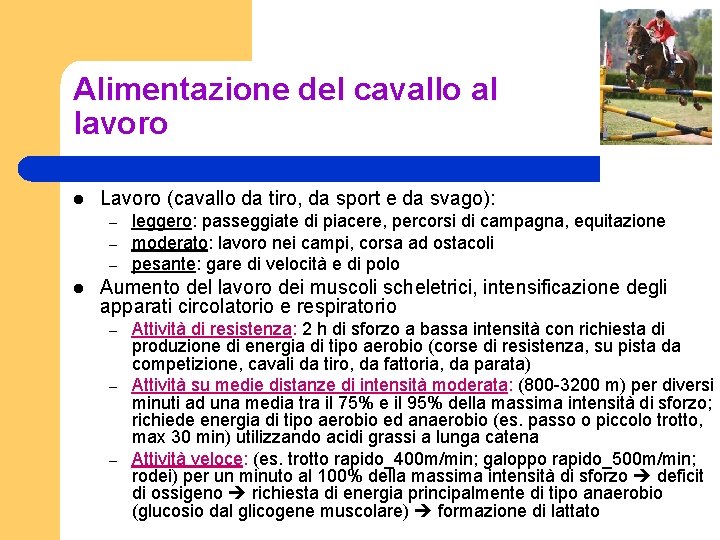 Alimentazione del cavallo al lavoro l Lavoro (cavallo da tiro, da sport e da