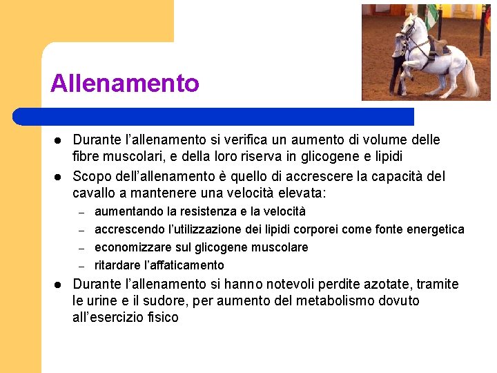 Allenamento l l Durante l’allenamento si verifica un aumento di volume delle fibre muscolari,