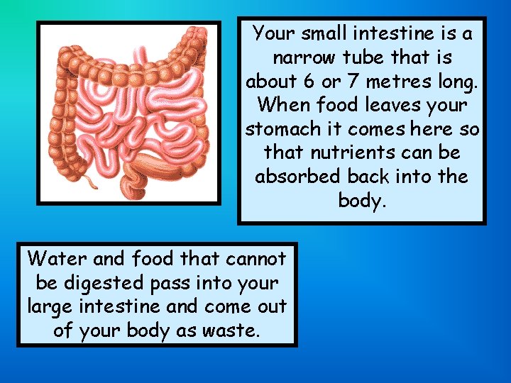 Your small intestine is a narrow tube that is about 6 or 7 metres