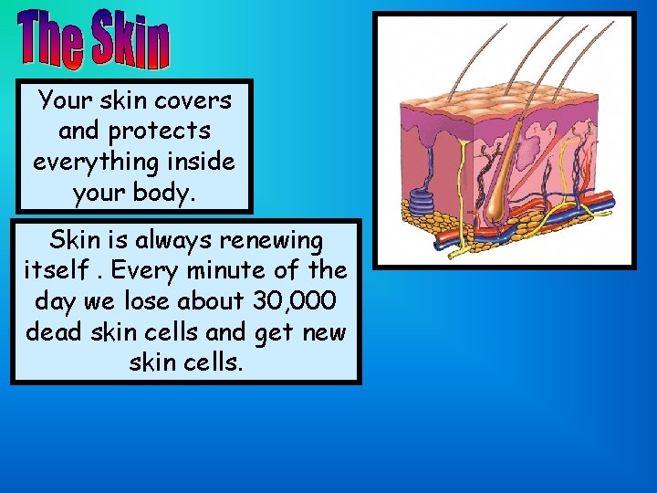 Your skin covers and protects everything inside your body. Skin is always renewing itself.