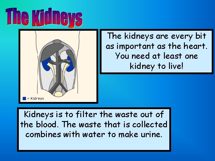 The kidneys are every bit as important as the heart. You need at least