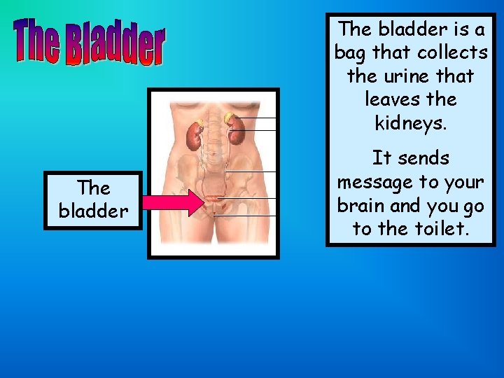 The bladder is a bag that collects the urine that leaves the kidneys. The