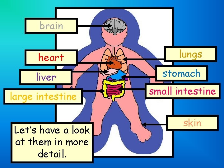 brain heart liver large intestine Let’s have a look at them in more detail.