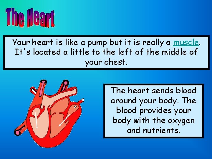 Your heart is like a pump but it is really a muscle. It's located