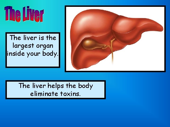 The liver is the largest organ inside your body. The liver helps the body