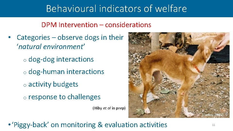 Behavioural indicators of welfare DPM Intervention – considerations • Categories – observe dogs in