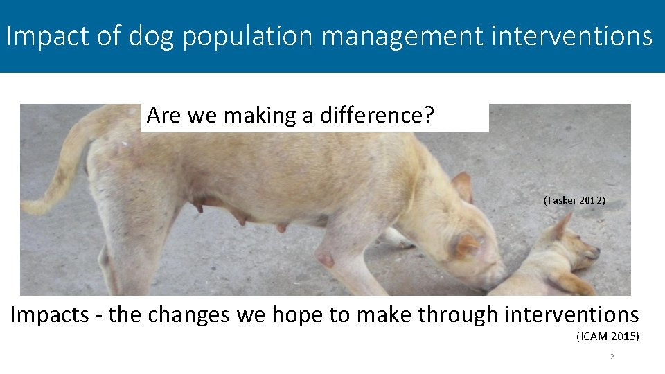 Impact of dog population management interventions Are we making a difference? (Tasker 2012) Impacts