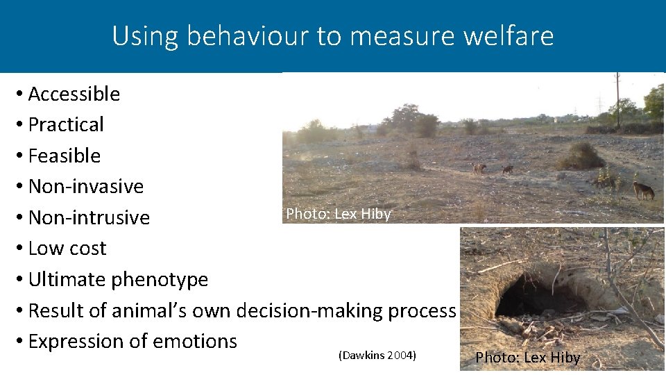 Using behaviour to measure welfare • Accessible • Practical • Feasible • Non-invasive Photo: