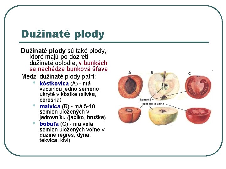 Dužinaté plody sú také plody, ktoré majú po dozretí dužinaté oplodie, v bunkách sa