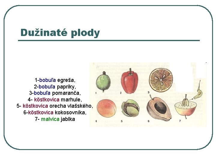 Dužinaté plody 1 -bobuľa egreša, 2 -bobuľa papriky, 3 -bobuľa pomaranča, 4 - kôstkovica