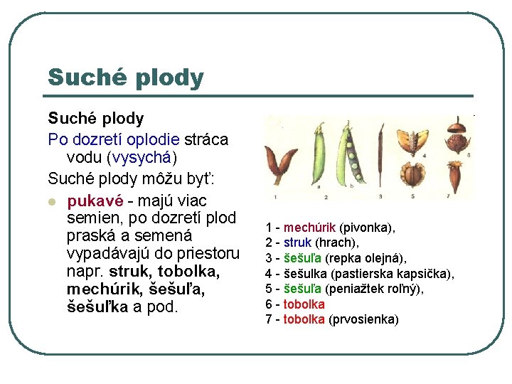 Suché plody Po dozretí oplodie stráca vodu (vysychá) Suché plody môžu byť: l pukavé