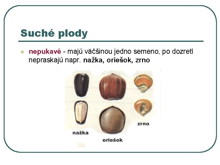 Suché plody l nepukavé - majú väčšinou jedno semeno, po dozretí nepraskajú napr. nažka,