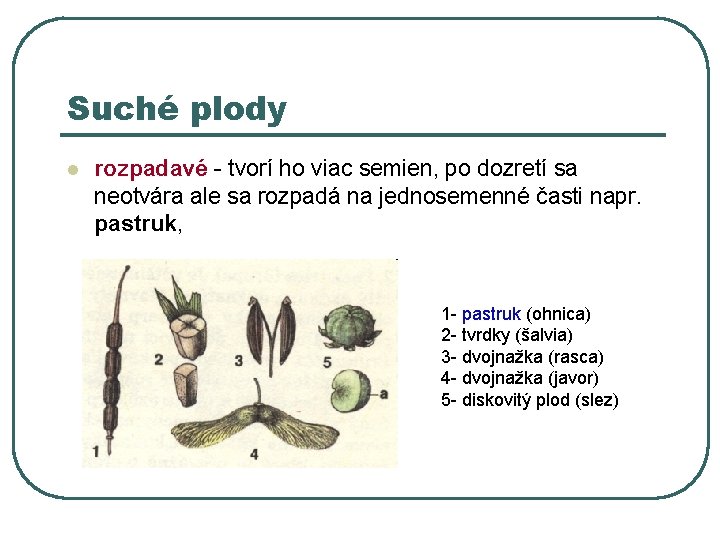 Suché plody l rozpadavé - tvorí ho viac semien, po dozretí sa neotvára ale