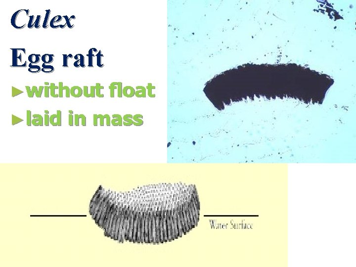 Culex Egg raft ►without float ►laid in mass 