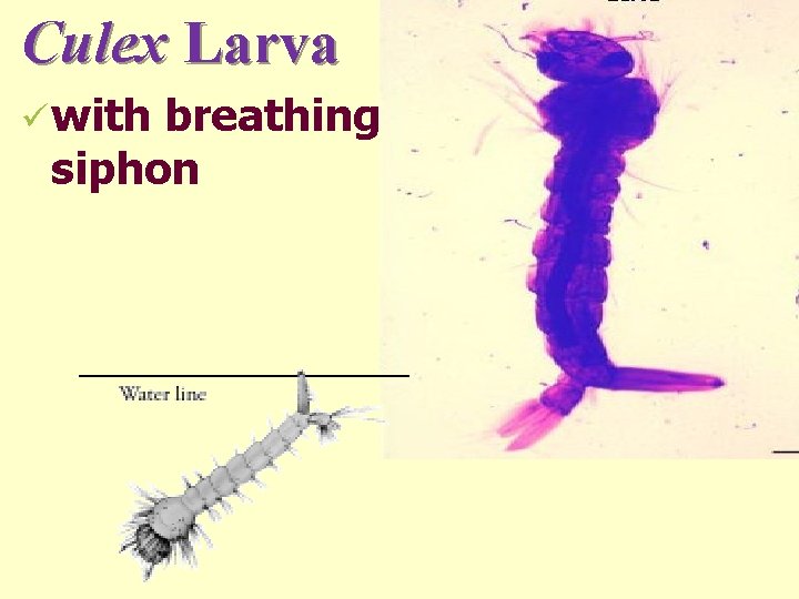 Culex Larva ü with breathing siphon 