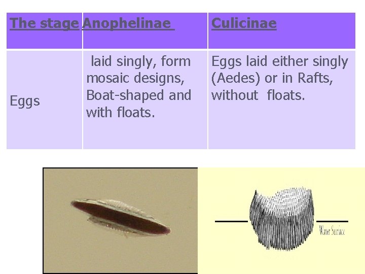 The stage Anophelinae Eggs laid singly, form mosaic designs, Boat-shaped and with floats. Culicinae