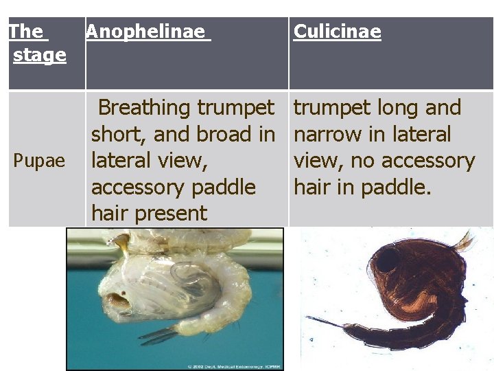 The stage Pupae Anophelinae Culicinae Breathing trumpet short, and broad in lateral view, accessory